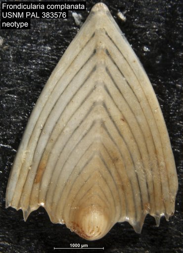 Frondicularia complanata (Defrance, 1824)
