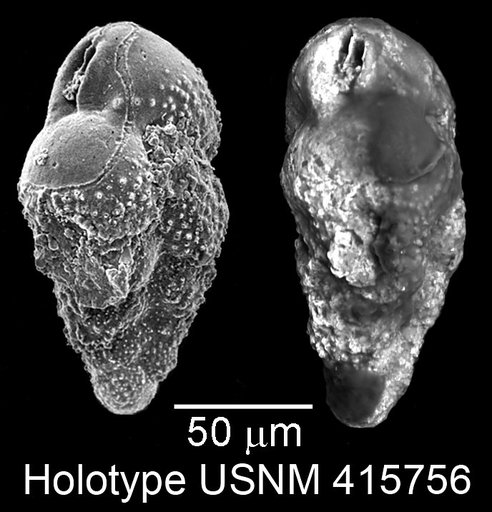 Bolivina pustulata Huber, 1988