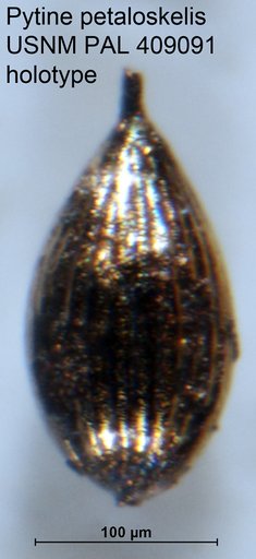 Pytine petaloskelis Patterson & Richardson, 1988