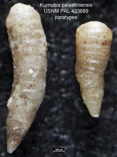 Kurnubia palastiniensis Henson, 1948