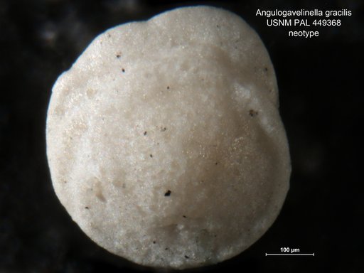 Angulogavelinella gracilis (Marsson, 1878)