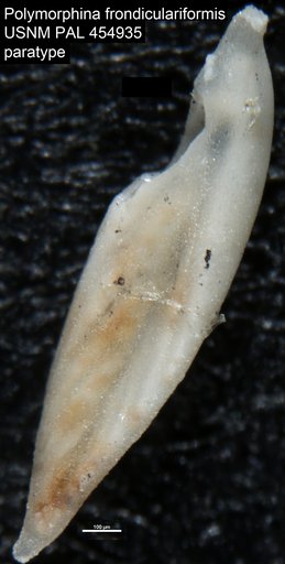 Polymorphina frondiculariformis Galloway & Wissler, 1927