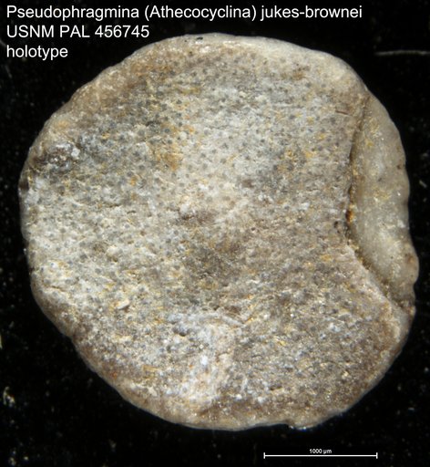 Pseudophragmina (Athecocyclina) jukes-brownei Vaughan, 1945
