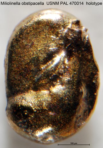 Miliolinella obstipacella Loeblich & Tappan, 1994