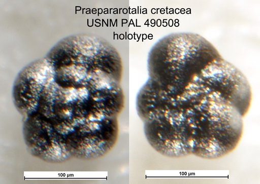 Praepararotalia cretacea Liu et al., 1998