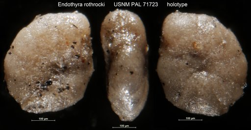 Endothyra rothrocki Harlton, 1928