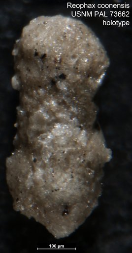 Reophax coonensis Berry, 1929
