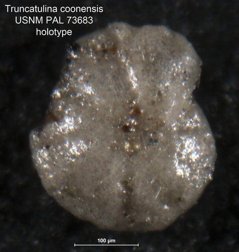 Truncatulina coonensis Berry, 1929