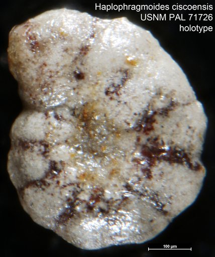 Haplophragmoides ciscoensis Harlton, 1928