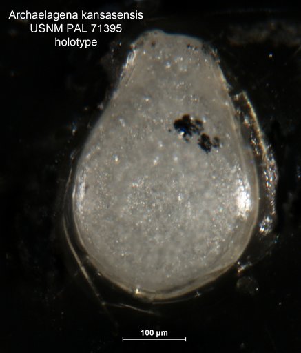 Archaelagena kansasensis Harlton, 1927