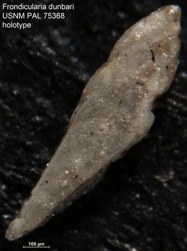 Frondicularia dunbari Morrow, 1934