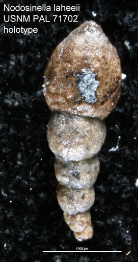 Nodosinella laheeii Waters, 1927