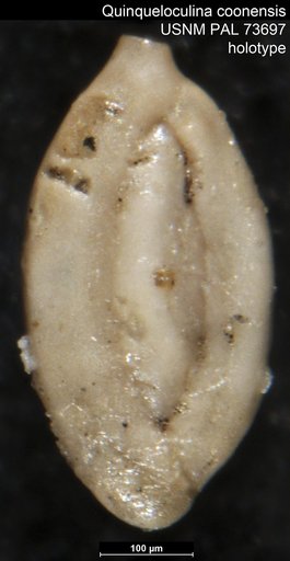 Quinqueloculina coonensis Berry, 1929