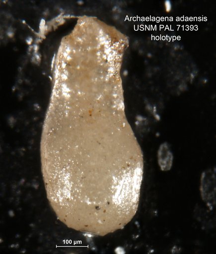 Archaelagena adaensis Harlton, 1927