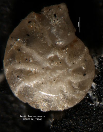 Lenticulina kansasensis Morrow, 1934