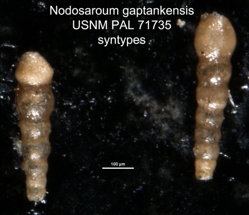 Nodosaroum gaptankensis Harlton, 1928
