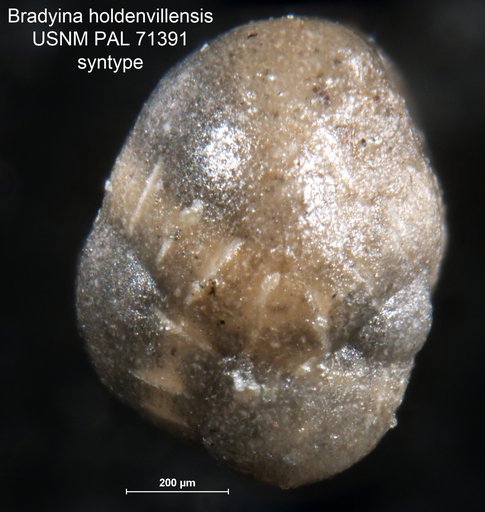 Bradyina holdenvillensis Harlton, 1927