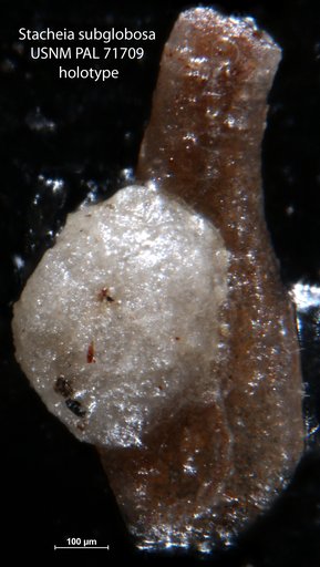 Stacheia subglobosa Waters, 1927
