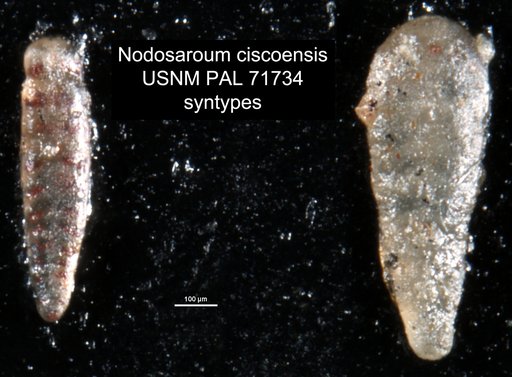 Nodosaroum ciscoensis Harlton, 1928