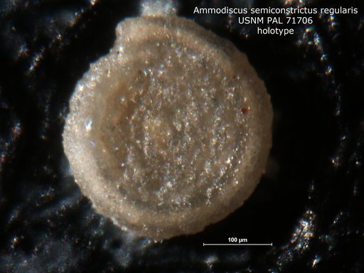Ammodiscus semiconstrictus var. regularis Waters, 1927