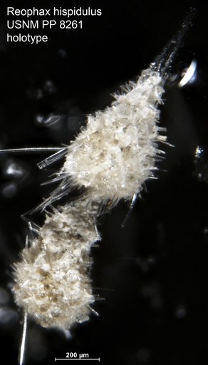 Reophax hispidulus Cushman, 1920