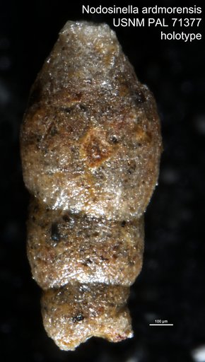 Nodosinella ardmorensis Harlton, 1927