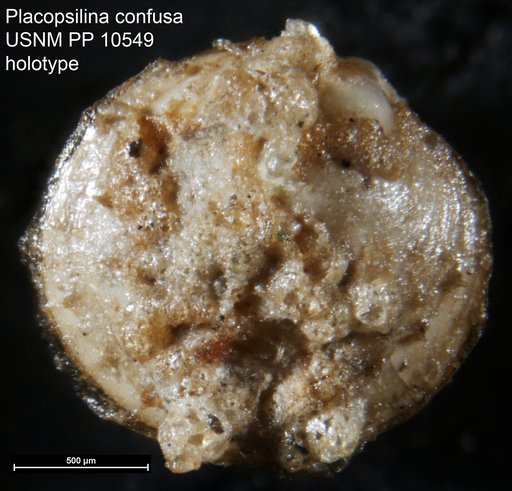 Placopsilina confusa Cushman, 1920