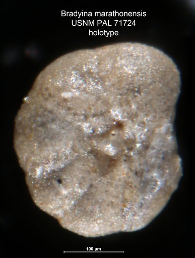 Bradyina marathonensis Harlton, 1928