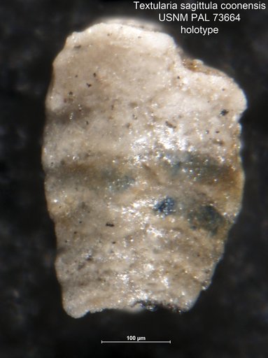 Textularia sagittula var. coonensis Berry, 1929