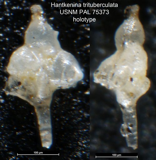 Hantkenina trituberculata Morrow, 1934