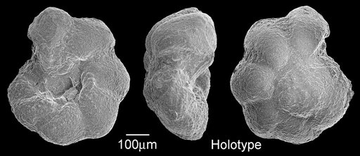 Globorotalia ? multiloculata Morrow, 1934