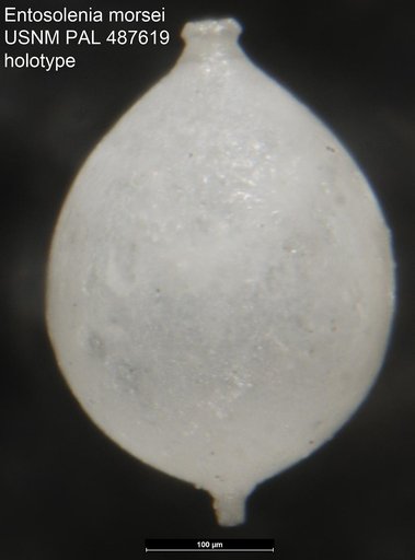 Entosolenia morsei Kline, 1943