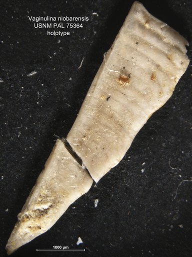 Vaginulina niobrarensis Morrow, 1934