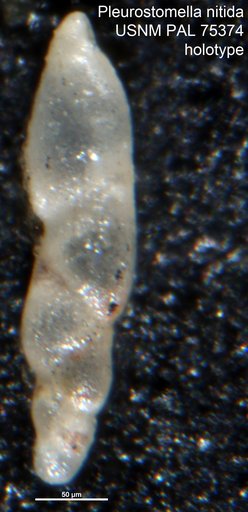 Pleurostomella nitida Morrow, 1934