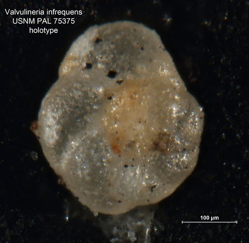 Valvulineria infrequens Morrow, 1934
