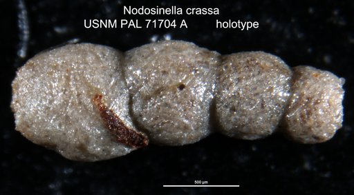 Nodosinella crassa Waters, 1927
