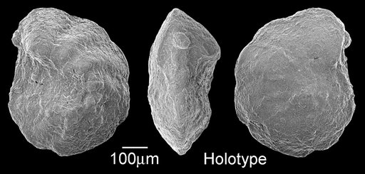 Globorotalia greenhornensis Morrow, 1934