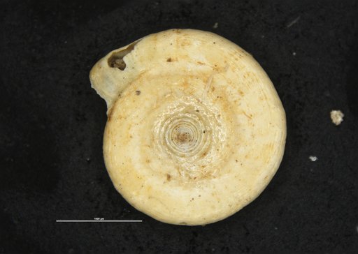 Cornuspira involvens var. substriatula Cushman, 1921