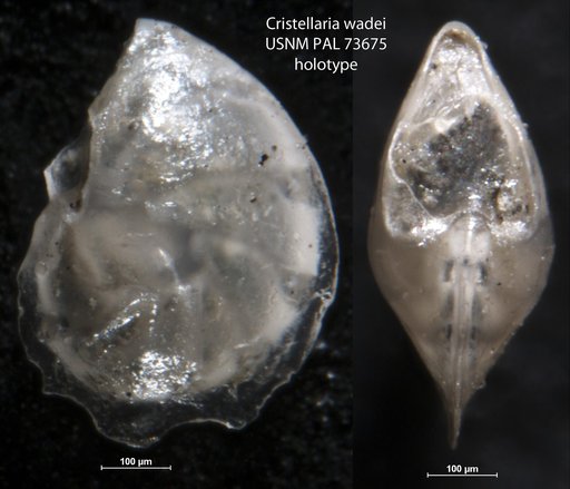 Cristellaria wadei Berry, 1929