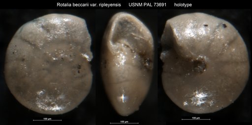 Rotalia beccarii var. ripleyensis Berry, 1929