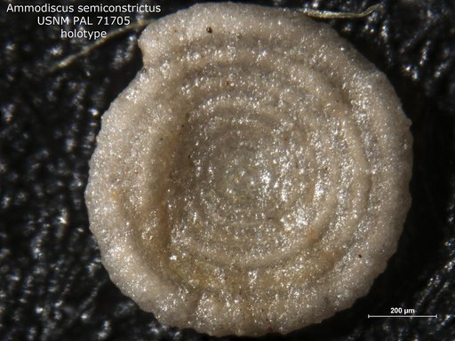 Ammodiscus semiconstrictus Waters, 1927