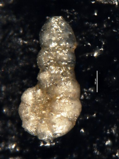 Ammobaculites minuta Waters, 1927