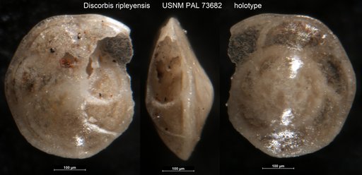 Discorbis ripleyensis Berry, 1929