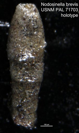 Nodosinella brevis Waters, 1927