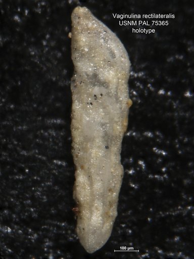 Vaginulina rectilateralis Morrow, 1934