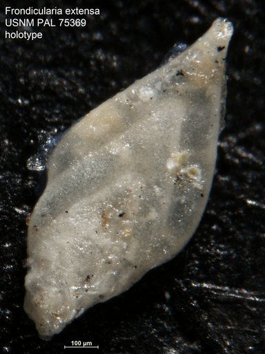 Frondicularia extensa Morrow, 1934