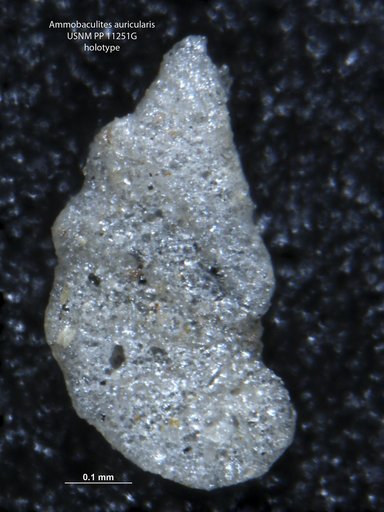 Ammobaculites auricularis Loeblich & Tappan, 1950