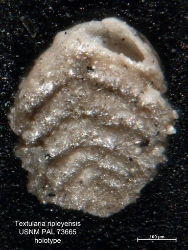 Textularia ripleyensis Berry, 1929