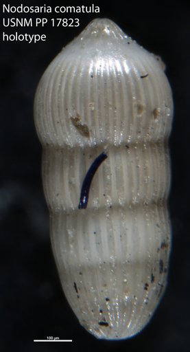 Nodosaria comatula Cushman, 1923