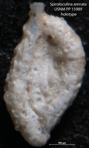 Spiroloculina arenata Cushman, 1921